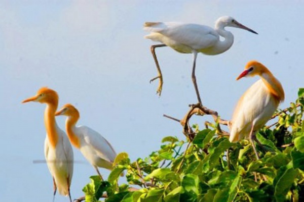 Stork island – Heaven of storks and herons